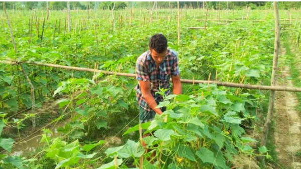 শসা চাষ করে ভাগ্য বদলানোর স্বপ্ন দেখছেন কৃষকরা