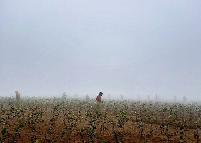 আজও সর্বনিম্ন তাপমাত্রা শ্রীমঙ্গলে, বিপর্যস্ত জনজীবন